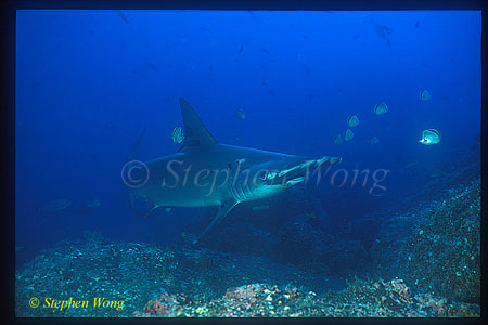 Hammerhead Shark, Scalloped 102 cleaning by Barberfish