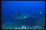 Hammerhead Shark, Scalloped 102 cleaning by Barberfish