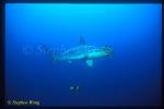 Hammerhead Shark, Scalloped 103 cleaning by King Angelfish