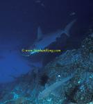 Hammerhead Shark, Scalloped 104c & Whitetip  060608