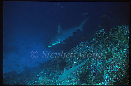 Hammerhead Shark, Scalloped 104 &Whitetip