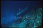Hammerhead Shark, Scalloped 104 &Whitetip