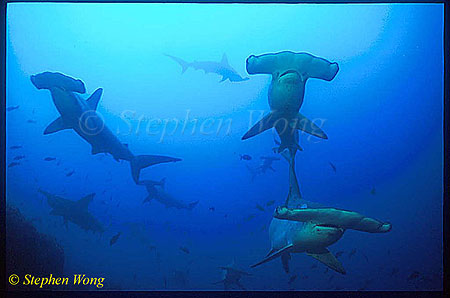 Hammerhead Shark, Scalloped 105