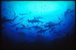 Hammerhead Shark, Scalloped 107