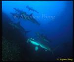 Hammerhead Shark, Scalloped 108