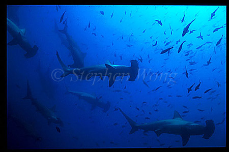 Hammerhead Shark, Scalloped 111