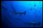 Hammerhead Shark, Scalloped 111