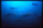 Hammerhead Shark, Scalloped 112