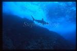 Hammerhead Shark, Scalloped 114