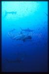 Hammerhead Shark, Scalloped 115