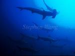 Hammerhead Shark, Scalloped 118