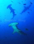 Hammerhead Shark, Scalloped 121