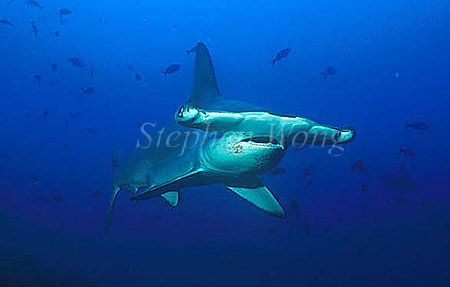 Hammerhead Shark, Scalloped 123b