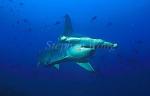 Hammerhead Shark, Scalloped 123b