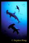 Hammerhead Shark, Scalloped 126, 050103