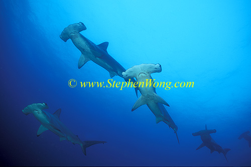 Hammerhead Shark, Scalloped 133 060608