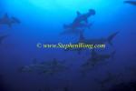 Hammerhead Shark, Scalloped 135 060608