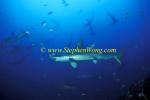 Hammerhead Shark, Scalloped 136 060608