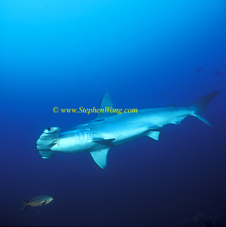 Hammerhead Shark, Scalloped 137 060608