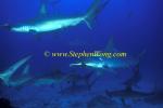 Hammerhead Shark, Scalloped 138 060608