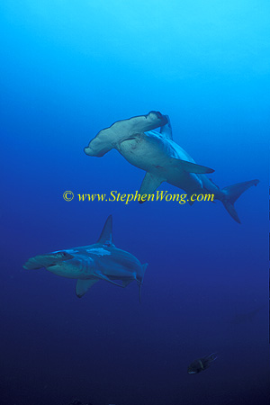 Hammerhead Shark, Scalloped 139 060608
