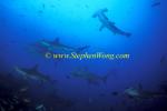 Hammerhead Shark, Scalloped 143 060608