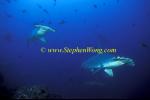 Hammerhead Shark, Scalloped 144 060608