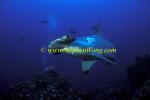 Hammerhead Shark, Scalloped 145 060608