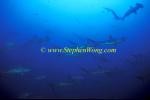 Hammerhead Shark, Scalloped 146 060608