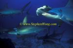Hammerhead Shark, Scalloped 147 060608