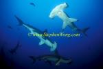 Hammerhead Shark, Scalloped 148 060608
