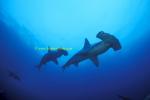 Hammerhead Shark, Scalloped 150 060608