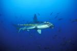 Hammerhead Shark, Scalloped 151 060608