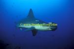 Hammerhead Shark, Scalloped 152 060608