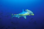 Hammerhead Shark, Scalloped 154 060608