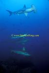 Hammerhead Shark, Scalloped 155 060608