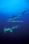 Hammerhead Shark, Scalloped 156 060608