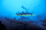 Hammerhead Shark, Scalloped 157 060608