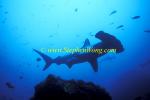 Hammerhead Shark, Scalloped 158 060608