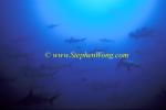 Hammerhead Shark, Scalloped 159 060608
