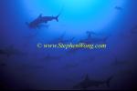 Hammerhead Shark, Scalloped 160 060608