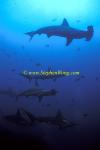 Hammerhead Shark, Scalloped 161 060608