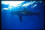 Oceanic Whitetip Sharks 01