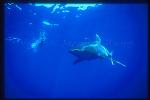 Oceanic Whitetip Sharks 03