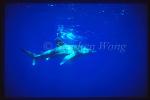 Oceanic Whitetip Sharks 05 & Takako