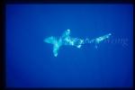Oceanic Whitetip Sharks 06