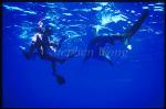 Oceanic Whitetip Sharks 07 & Takako