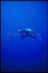 Oceanic Whitetip Sharks 09