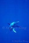 Oceanic Whitetip Sharks 11, 050103