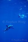 Oceanic Whitetip Sharks 12 & Takako 050103